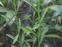 紫茎牙痛草