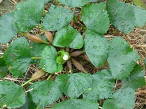 野菱根