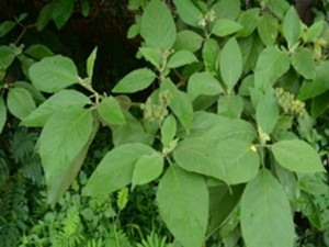 野茄树