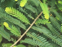 油柑叶