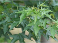 元宝槭