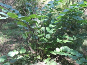 紫荆根