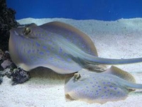 鳐鱼胆