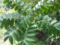 野漆树根