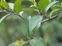 柞木枝