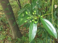阴香叶