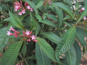 红辣树根