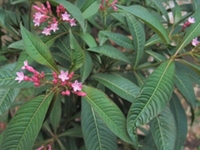 红辣树根