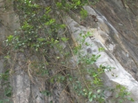 野槟榔