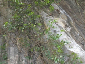 野槟榔