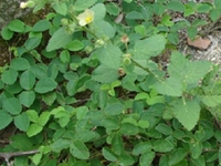 粘毛黄花稔