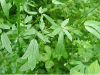硬水黄连