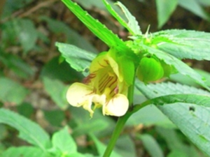 岩指甲花