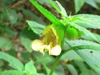 岩指甲花