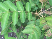 盐酸树