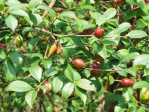 油茶根