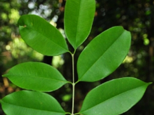 野冬青果