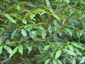 野桂皮