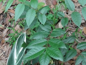 野漆树