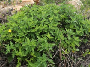 野菊