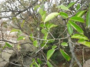 紫弹树枝