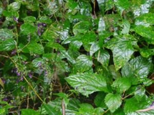 长管香茶菜