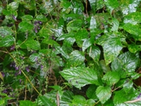 长管香茶菜