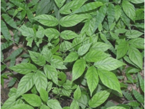 羽叶山蚂蝗
