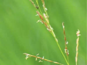 游草