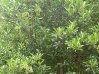 早禾树