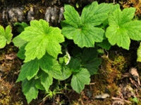 野棉花根