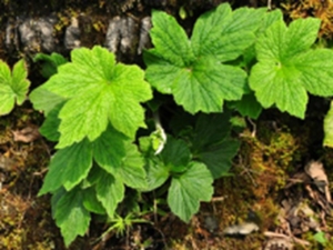 野棉花根