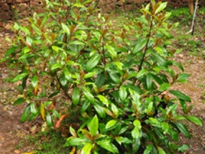 野丁香根