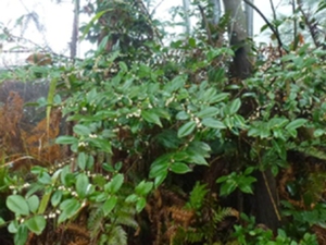 野茶子