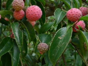 野荔枝果