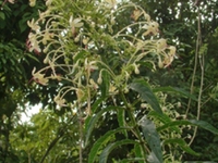 长管假茉莉