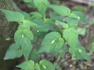 紫花堇菜