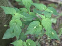 紫花堇菜