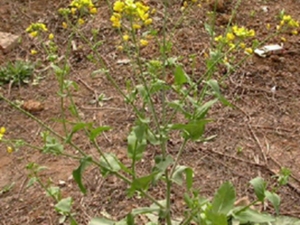 芸薹子油