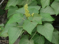 野梧桐