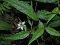 蜘蛛果茎叶