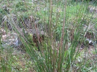 野马蹄草