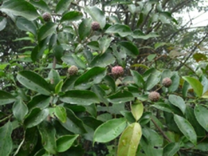 野荔枝