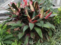 朱蕉