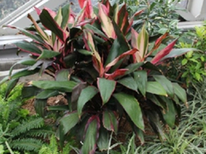 朱蕉