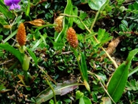 蝎子七