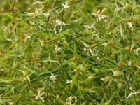 沙芥