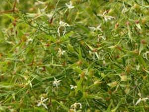 沙芥