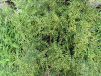 青蒿根