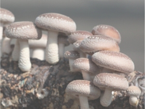 香菇